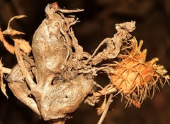 Isocolus lichtensteini