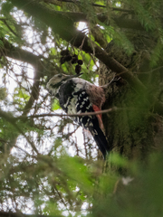 Dendrocopos leucotos