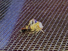 Telamona decorata