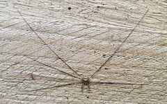 Dicranopalpus