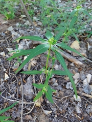 Euphorbia davidii