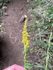 Solidago lepida
