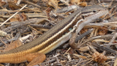 Psammodromus algirus