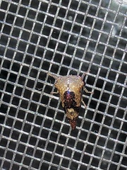 Telamona decorata