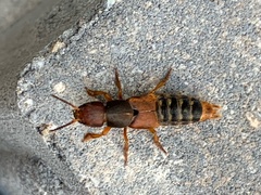 Platydracus immaculatus