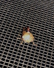 Telamona decorata