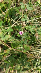 Kummerowia stipulacea