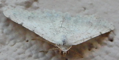 Digrammia pallidata