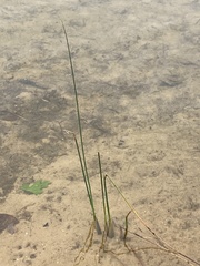 Schoenoplectus acutus