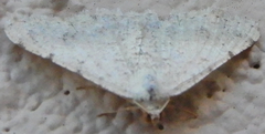 Digrammia pallidata