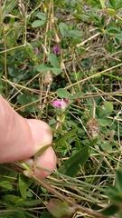 Kummerowia stipulacea