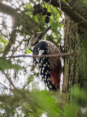 Dendrocopos leucotos