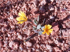 Gazania lichtensteinii