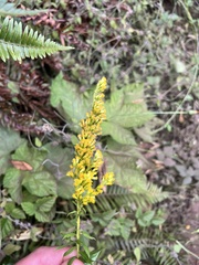Solidago lepida