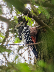 Dendrocopos leucotos