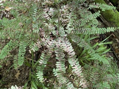 Adiantum pedatum