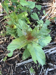 Cephalanthus occidentalis