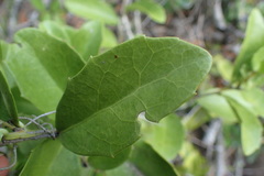 Maytenus procumbens