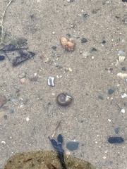 Planorbella trivolvis