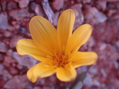 Gazania lichtensteinii