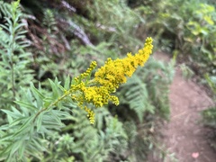 Solidago lepida