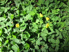 Arachis hypogaea