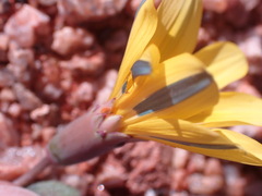 Gazania lichtensteinii