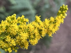 Solidago lepida