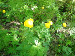 Trollius europaeus