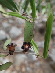 Diospyros