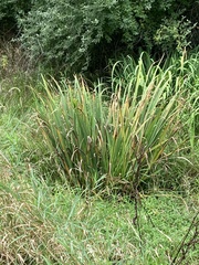Iris foetidissima