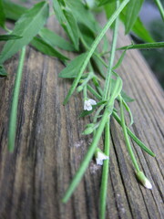 Epilobium coloratum