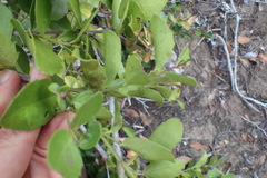 Maytenus procumbens