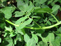 Arachis hypogaea