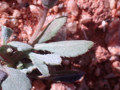 Gazania lichtensteinii