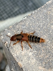 Platydracus immaculatus