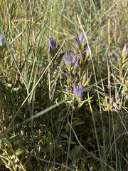 Gentianales