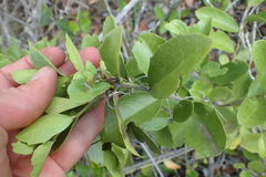 Maytenus procumbens