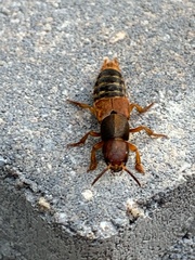 Platydracus immaculatus