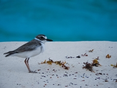 Charadrius wilsonia
