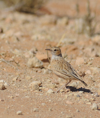 Chersomanes albofasciata