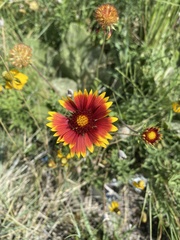 Gaillardia × grandiflora