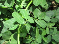Arachis hypogaea