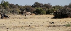 Equus quagga burchellii