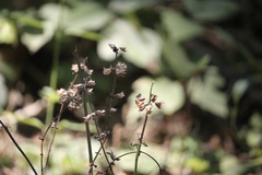 Salvia lyrata