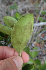 Maytenus procumbens
