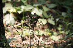 Salvia lyrata
