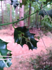 Ilex aquifolium