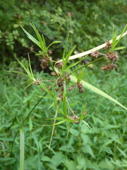 Scirpus atrovirens