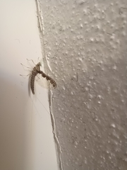 Callibaetis